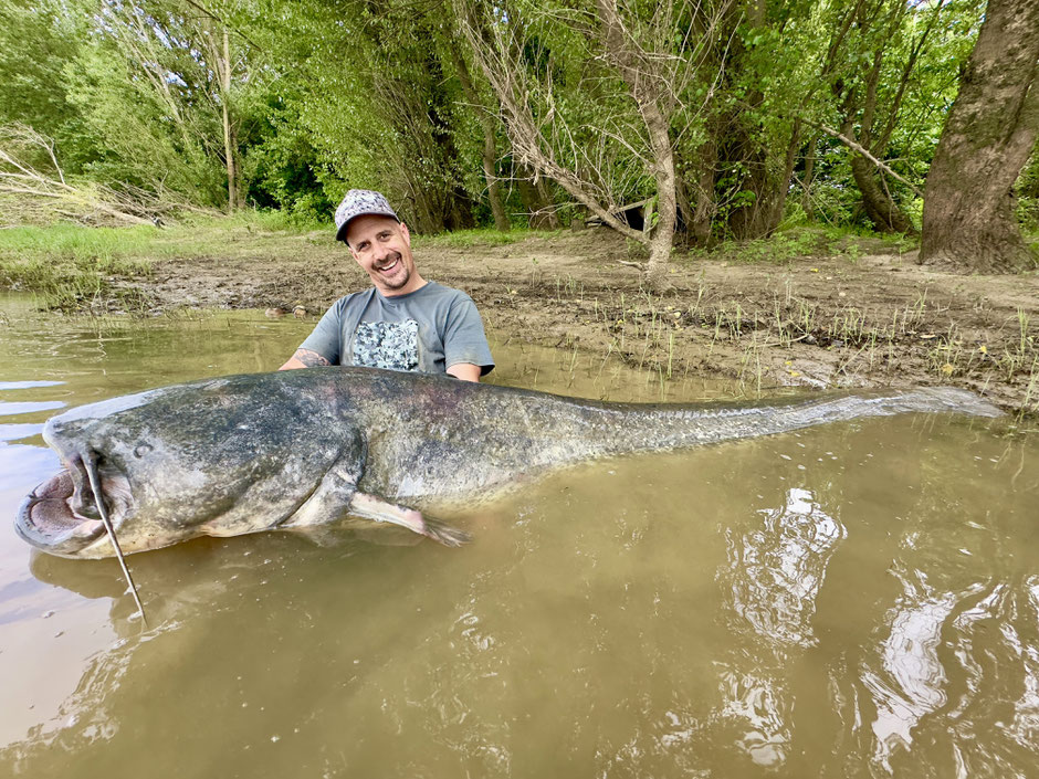 Mit Welsboilies von Catbaits erfolgreich auf Wels Angeln Tight lines Peter Merkel