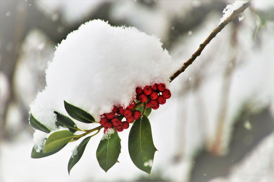 Pflanzen im Winter von der Schneelast befreien