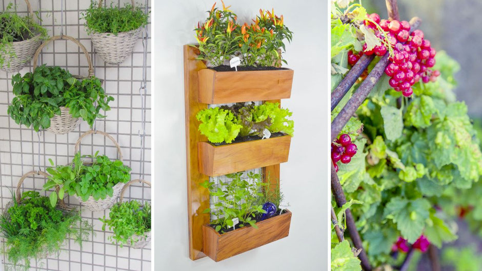 Balkongarten: Tipps für den Gemüseanbau am Balkon - Alles für das