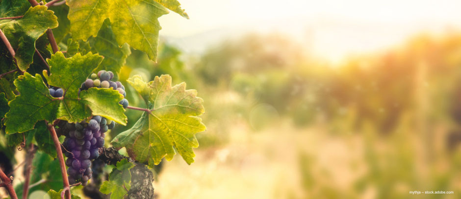 Cabernet Sauvignon Weintrauben in der Pfalz