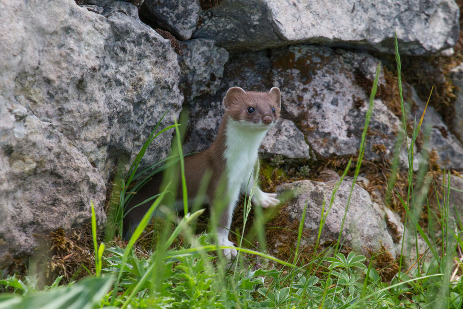 © Birdlife Schweiz