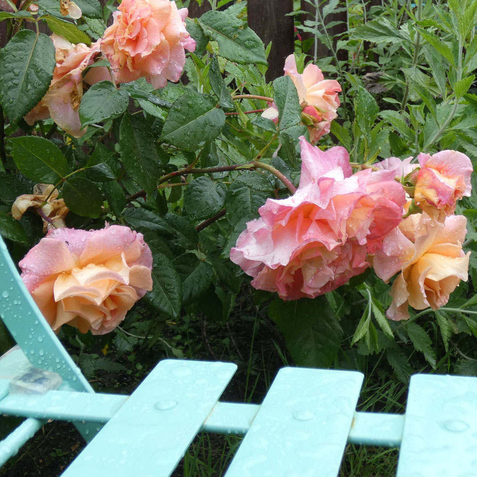 Le poids des gouttes d'eau, après des jours de pluie...  Ces roses sont pourtant superbes et si odorantes !