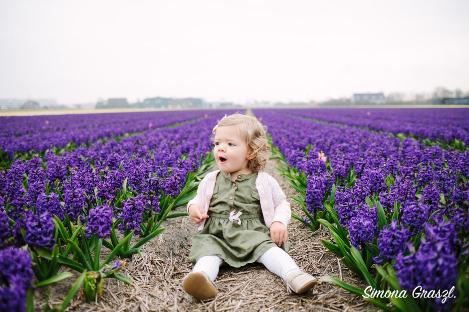 purple hyacinth photography voorhout