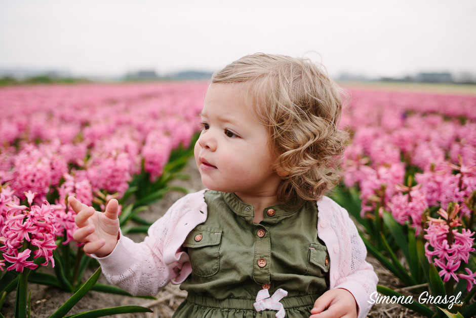 pink hyacinth photography Leiden