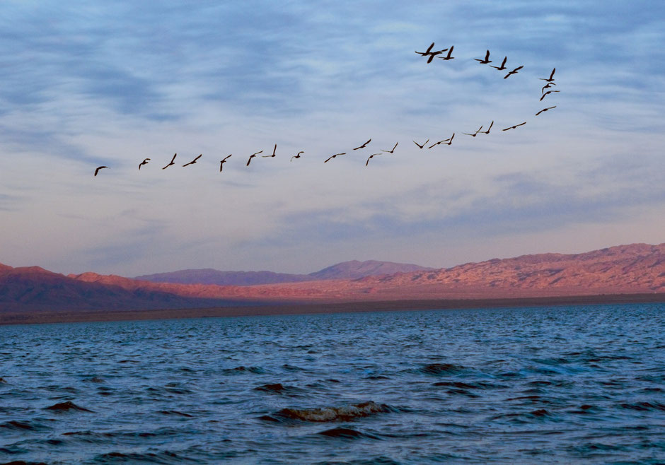 flying geese - visualsspeak image