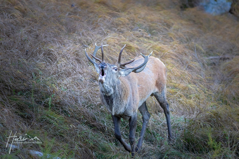 Hirsch in der Brunft