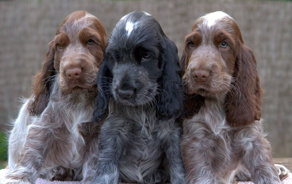 Camada "L " de Chocoblue - Cachorro Cocker Spaniel Inglés