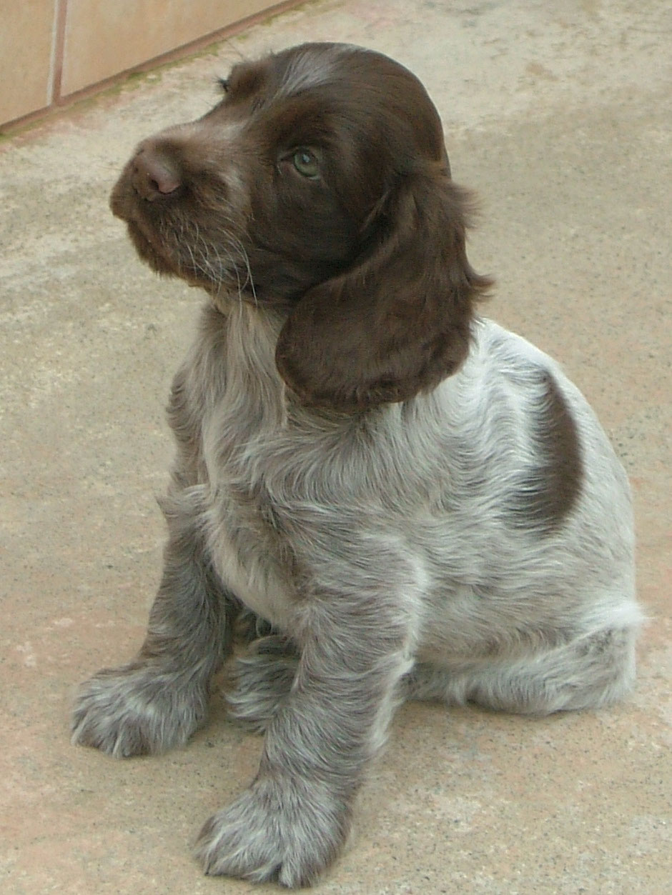 Camada " F " de Chocoblue - Cachorro Cocker Spaniel Inglés