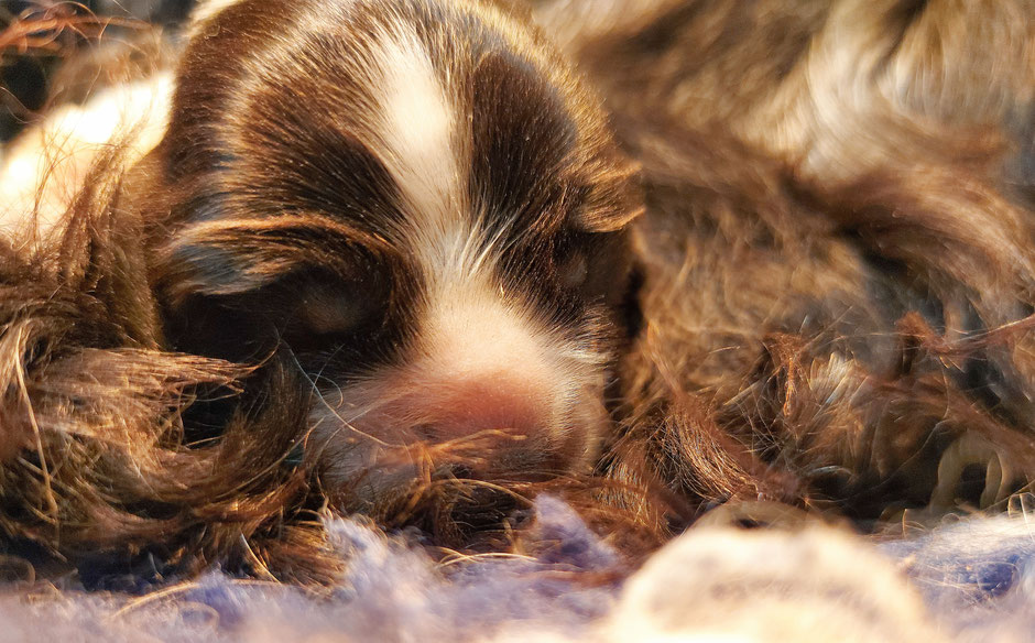 Camada " HH " de Chocoblue - Cachorro Cocker Spaniel Inglés