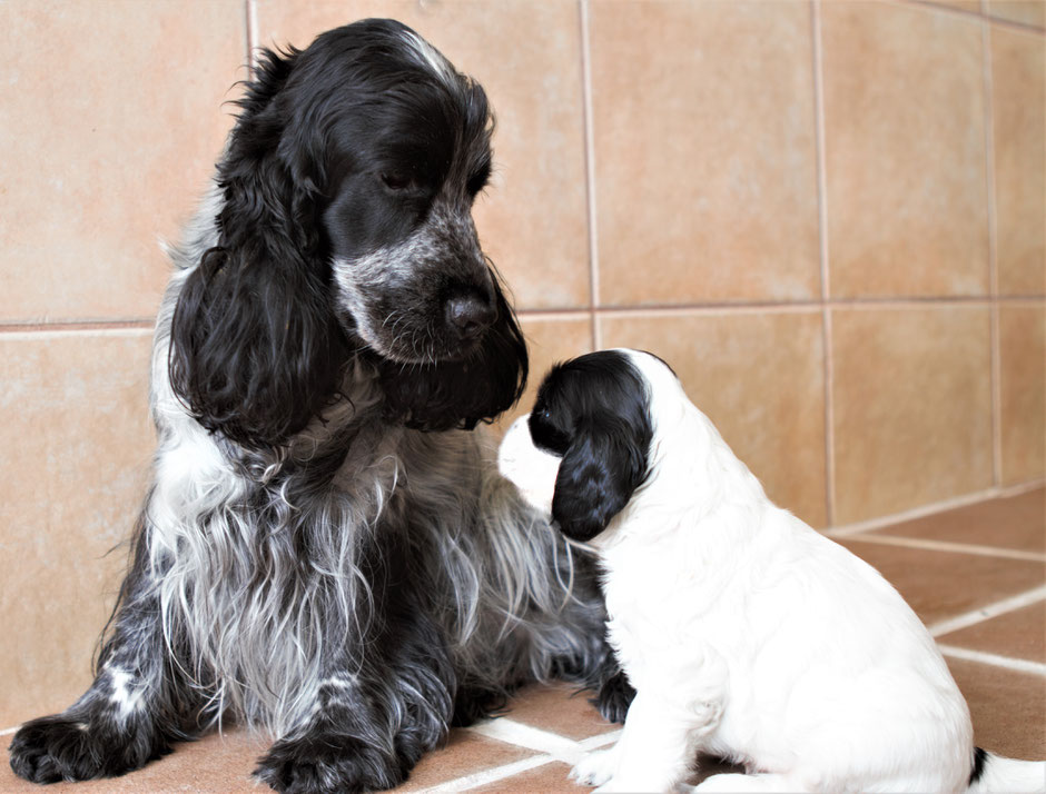 Cachorros Chocoblue