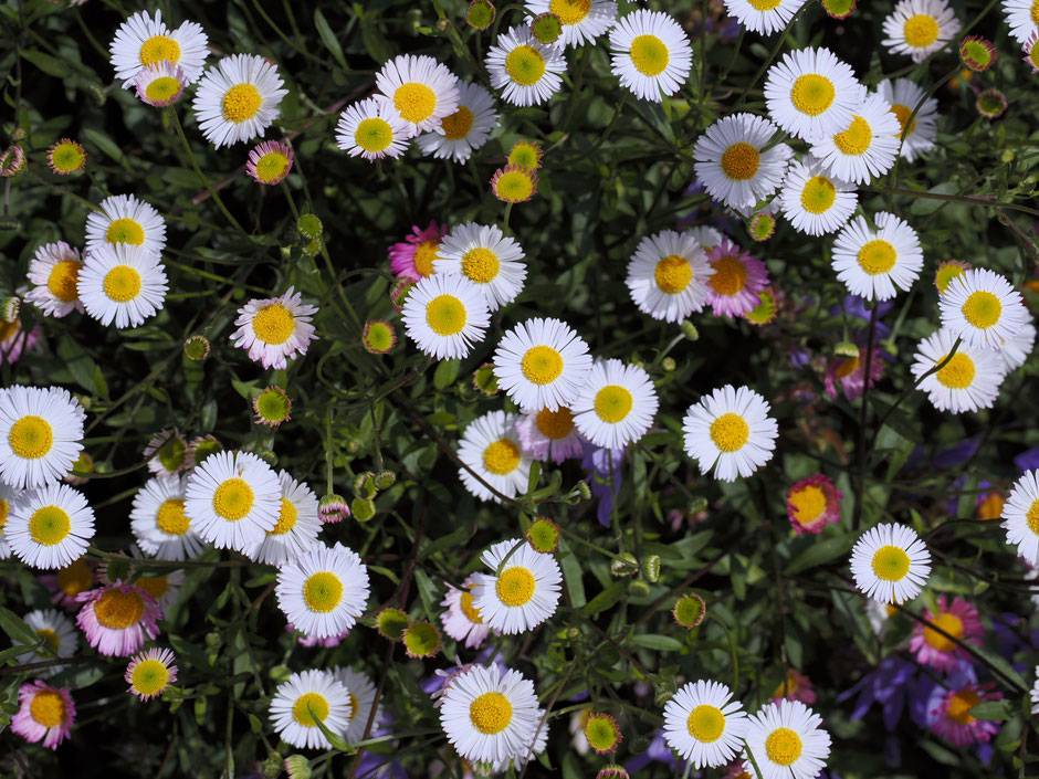 Erigeron Karvinskianus or Mexican Fleabane aka Mexican Daisy