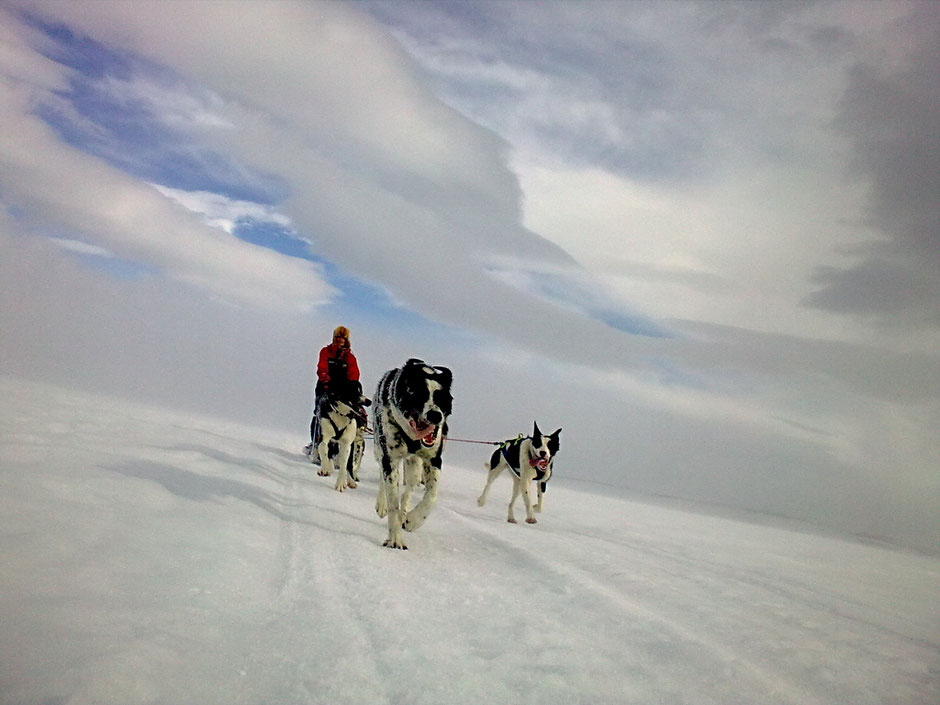 Helags Husky : Mit eigenem Husky Team In Ljungdalens Fjäll