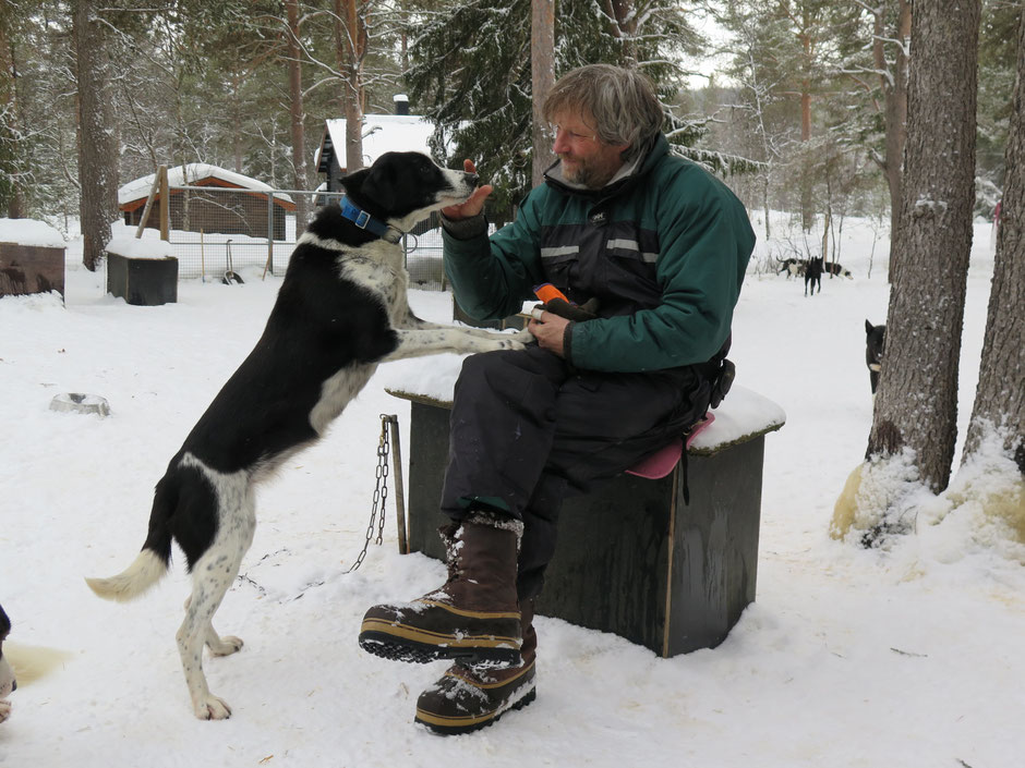 Helags Husky : Husky Touren mit Smilla