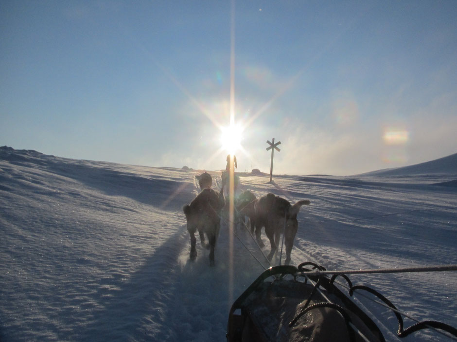 Helags Husky : Steiler Anstieg