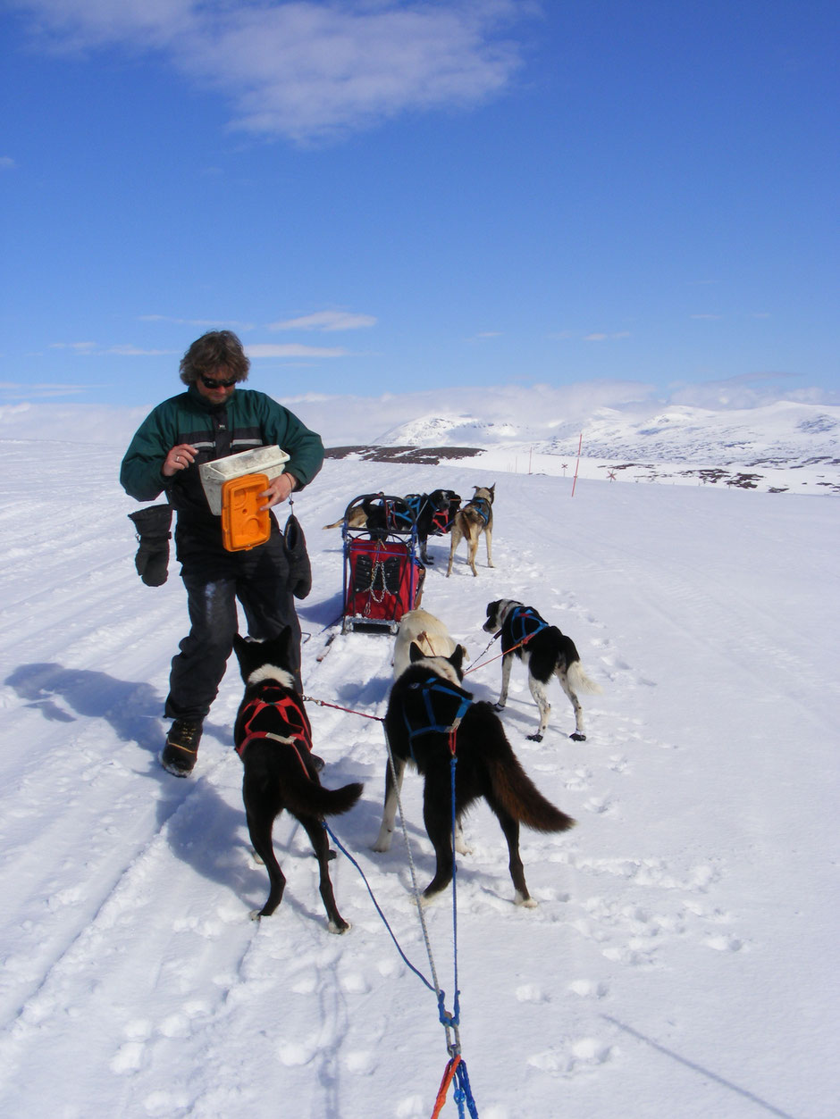 Helags Husky : Fleischfütterung