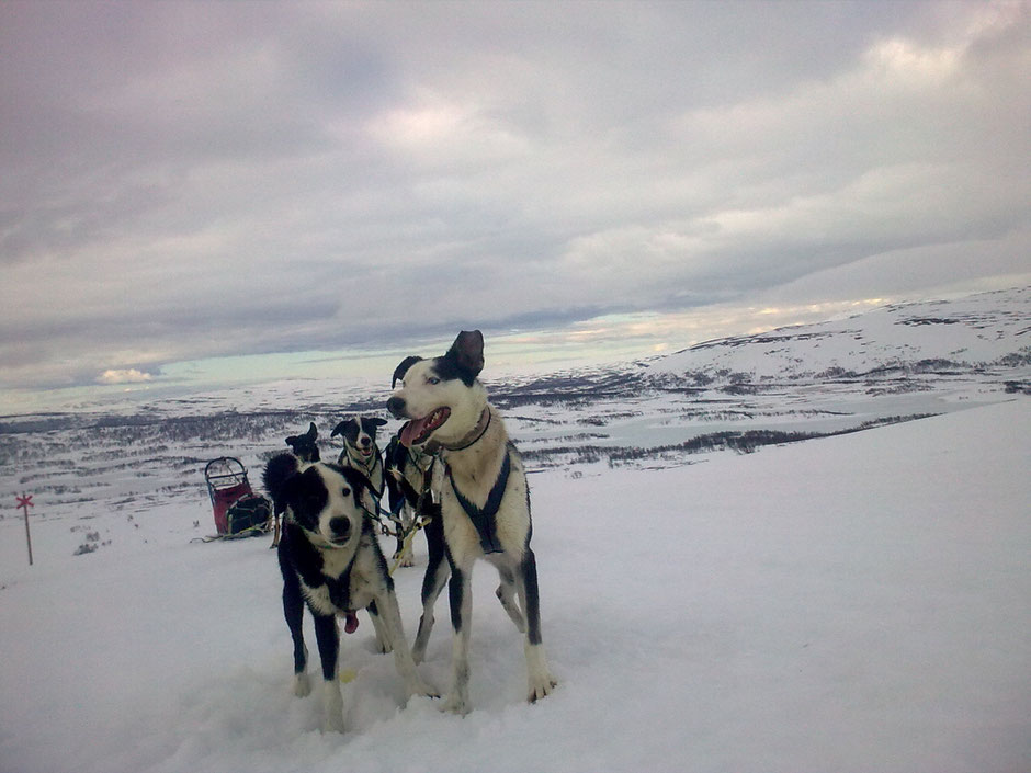 Helags Husky : Die Vorteile des Soloreisenden bei Huskytouren