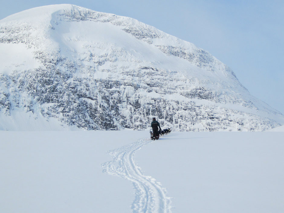 Helags Husky : In der Hochfjällregion