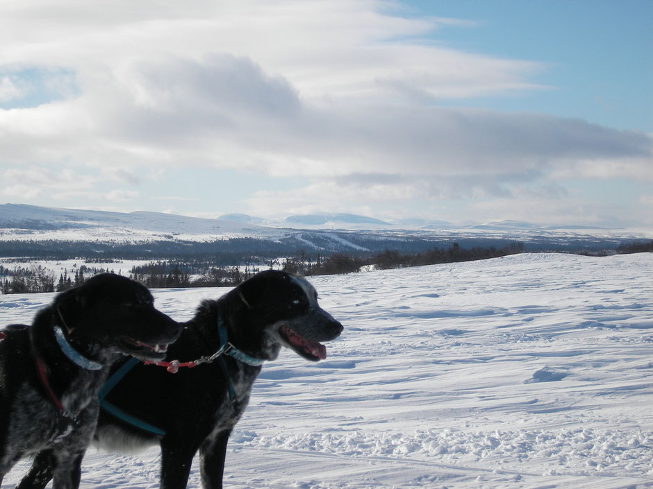 Helags Husky : An der Grenze zum Kahlfjäll