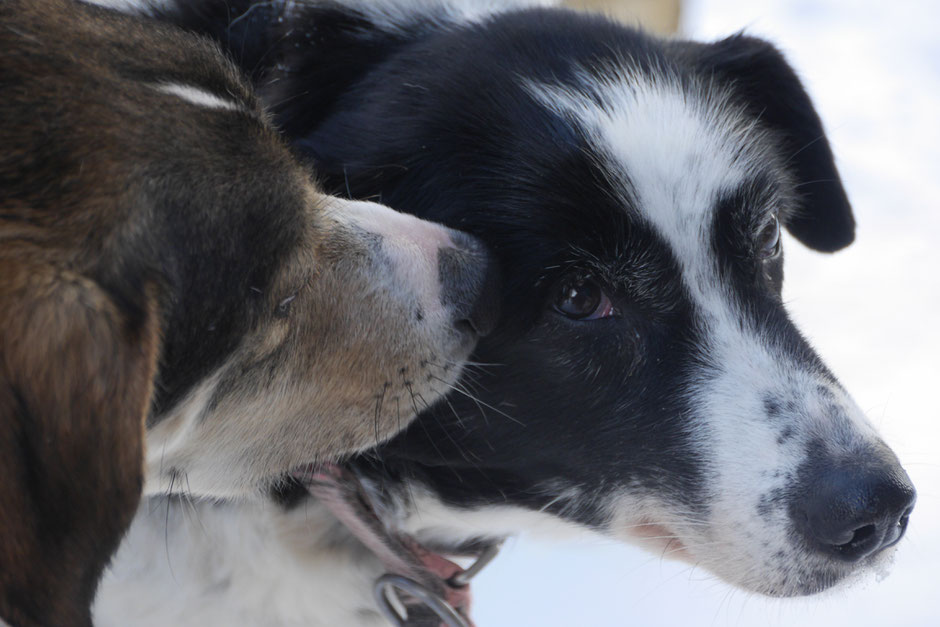 Helags Husky : Unsere alte Smilla, mit 13 Jahren verstorben, wurde hier gerade von Lüdde gepflegt