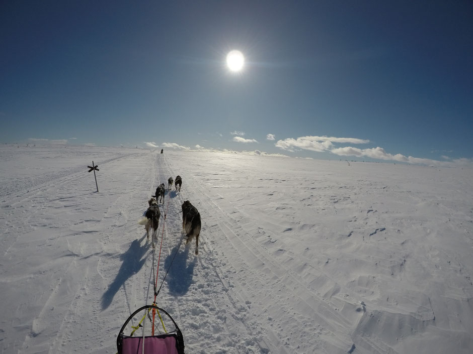 Helags Husky : Auf markiertem Trail