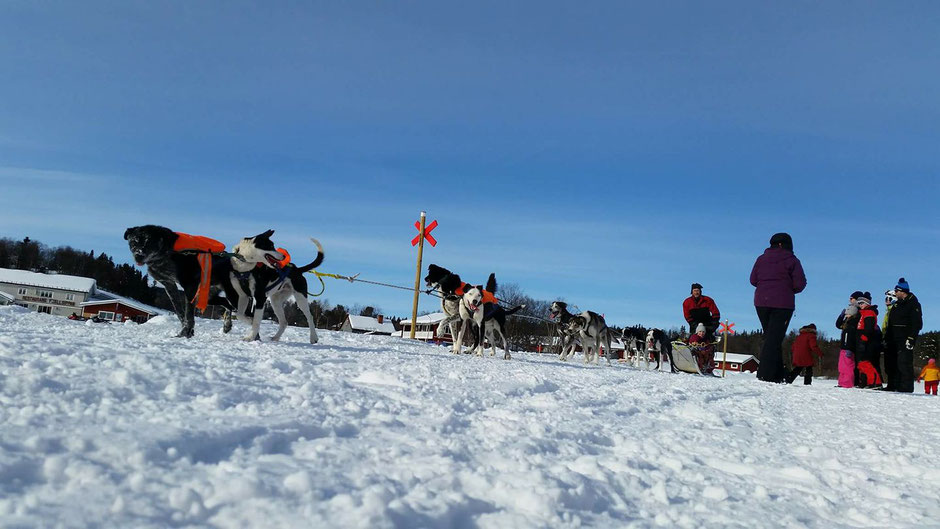 Helags Husky : Schlittenhundtag für Kinder in Ljungdalen