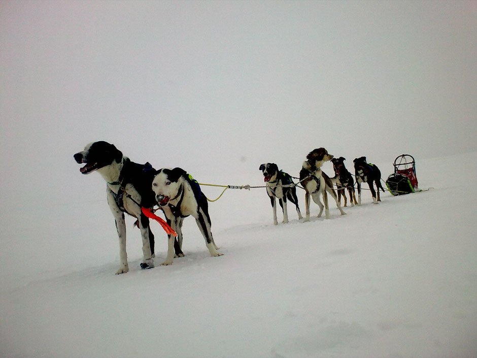 Helags Husky : 6er Team Schlittenhunde