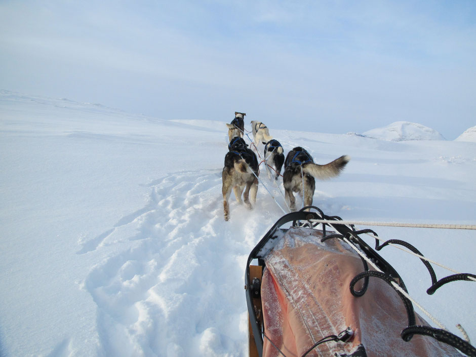 Helags Husky : Huskys vor Sylarna