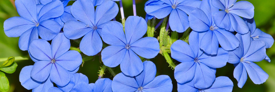 Annie Attal | Entretien Fleurs de Bach - Lyon