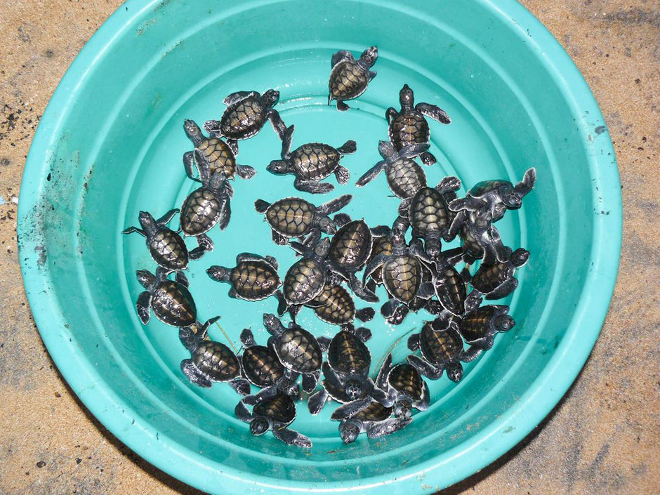 unser Eimer mit Schildkrötenbabys, die wir umgehend freigelassen haben.