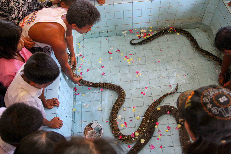 Myanmar, Pythons im Wasserbecken, Segnung, Opfer