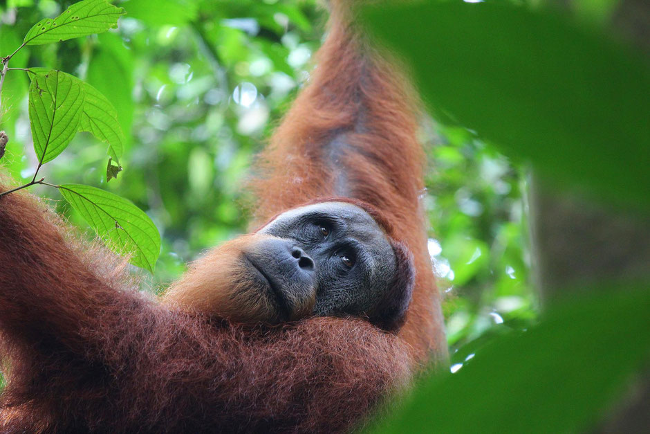 Wildlife, Menschenaffen, WWF, Palmöl, Orang Utan, Sumatra