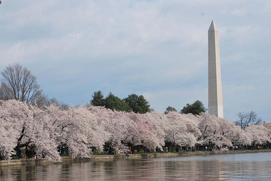 Washington Sehenswürdigkeiten: Tidal Basin zur Kirschblüte