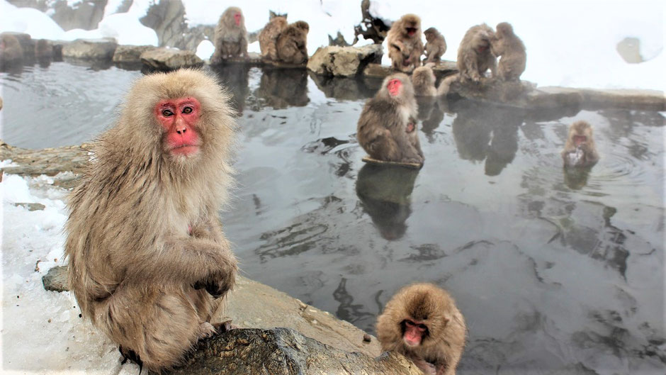 Onsen Japan Regeln - Affen baden im heißen Wasser