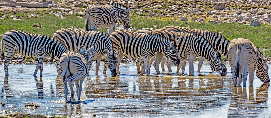 Namibia Etosha Nationalpark: Zebras am Wasserloch
