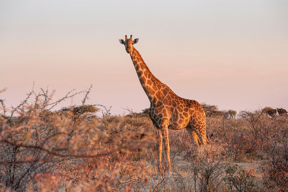 Reisen Etosha Nationalpark: Abendstimmung am Wasserloch