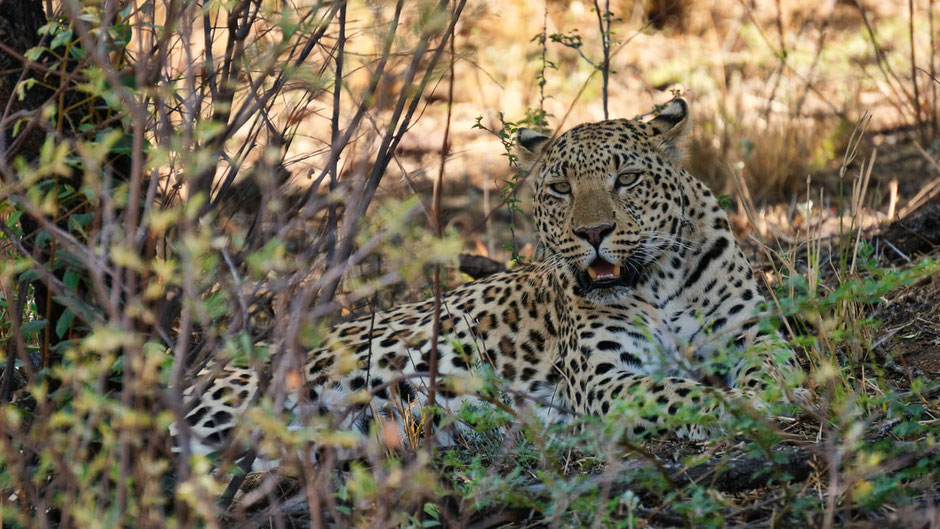 Namibia Reiseroute Selbstfahrer: Leopard im Okonjima Nature Reserve