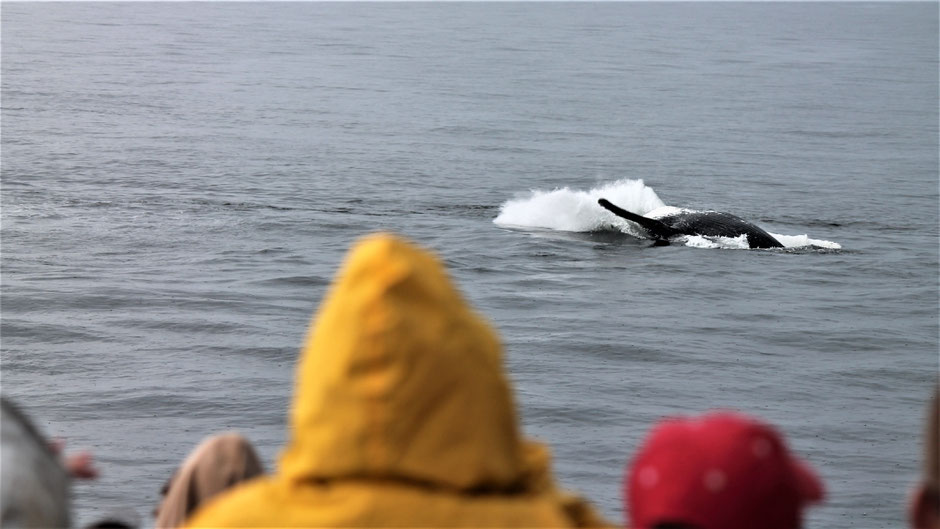 Victoria Vancouver Island Sehenswürdigkeiten Whale Watching