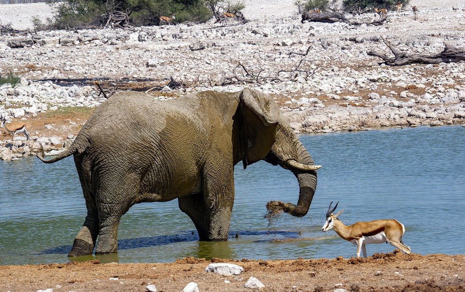 Namibia Etosha Nationalpark: Begegnung auf Augenhöhe am Wasserloch