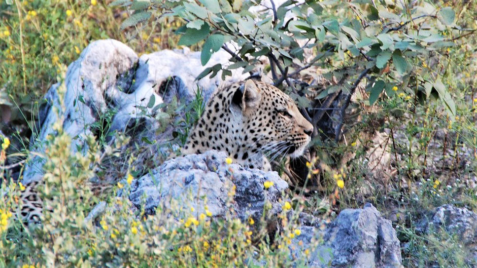 Namibia Etosha Nationalpark : Leopard - gut getarnt