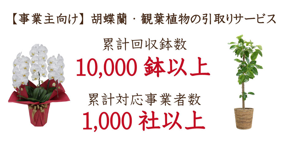 不用になった胡蝶蘭 観葉植物を出張で引き取り 回収します 高田馬場 九段下の花屋シーズン ハーツ