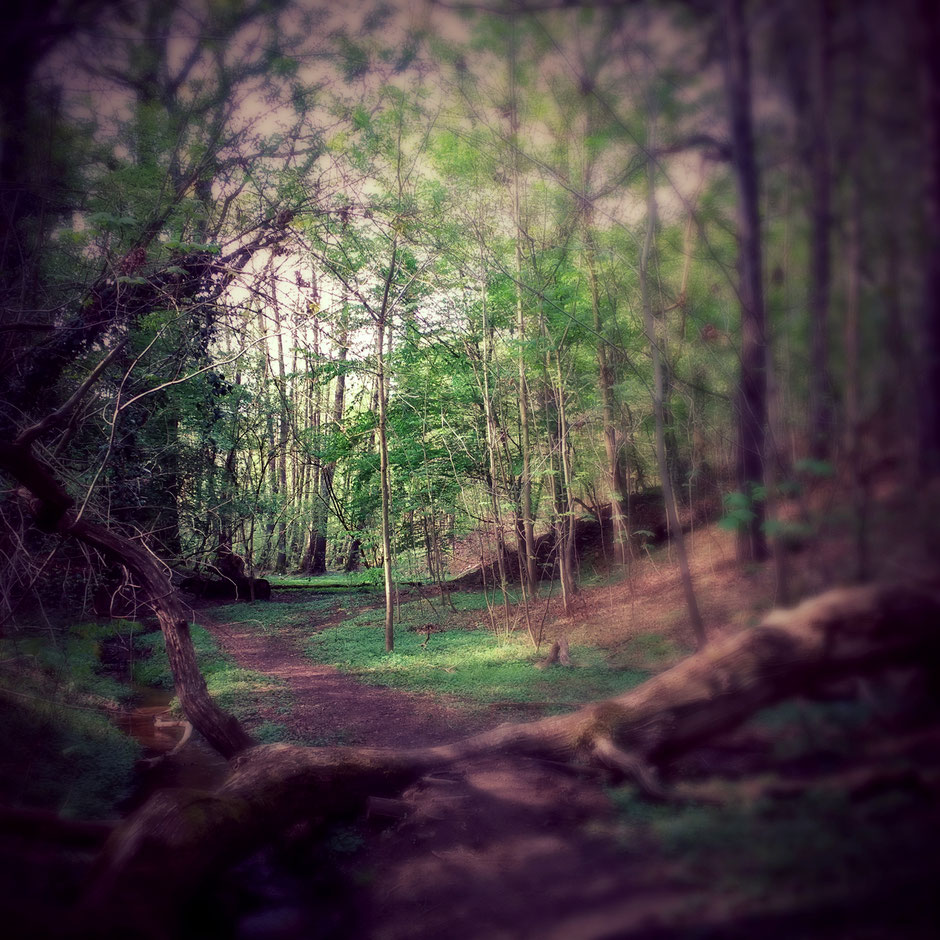 Ob angeregt, geleitet oder geführt:   Musik lernen ist wie eine Wanderung durch einen unbekannten Wald.  Man weiß von besonderen Orten, die man gern besuchen möchte.   Auch alleine findet man sie - dann meist über Umwege.  Eine geführte Wanderung bringt einen schneller ans Ziel, zeigt Gefahren vorher auf und hilft bei überraschenden Anstrengungen.   Ich helfe gern - um das Betreten dieses Waldes so angenehm wie möglich zu gestalten - angepasst an die Wünsche, ob geführt, geleitet oder inseriert.  