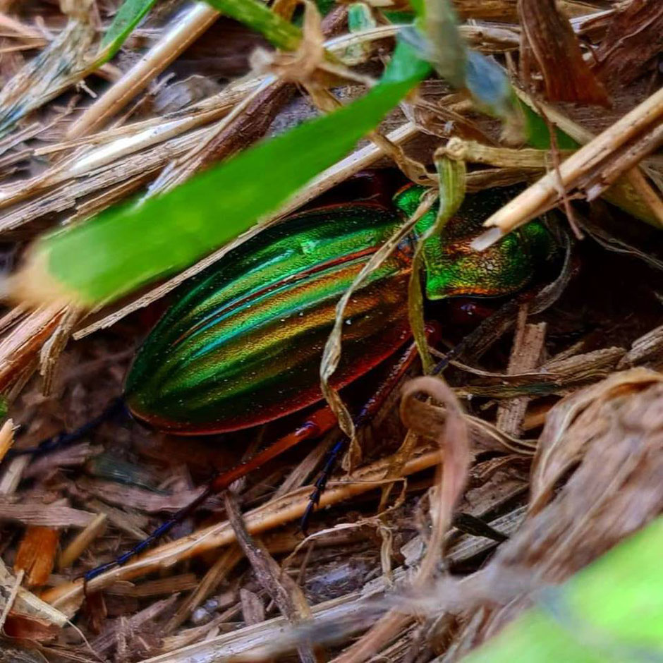 So viel Wunder & Farbe in der Natur 