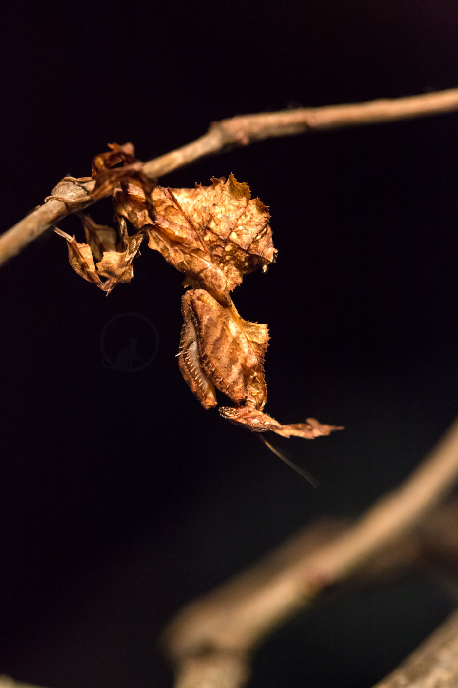 Phyllocrania paradoxa