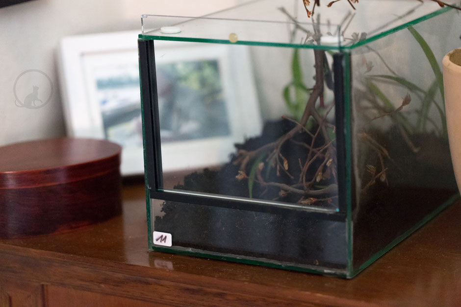 Terrarium Geistermantis