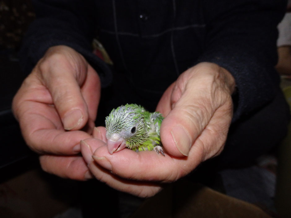 手乗りマメルリハインコのヒナが仲間入りしました。 - 福岡 ペットミッキンのホームページ