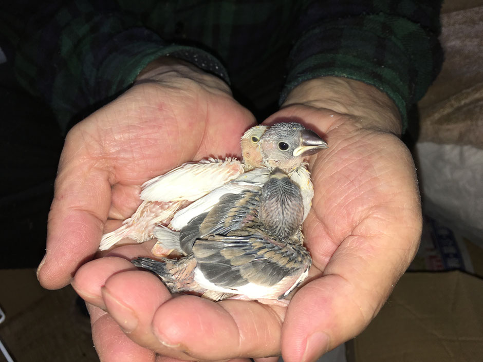 ペットミッキンにかわいい手乗り文鳥が仲間入りしました。