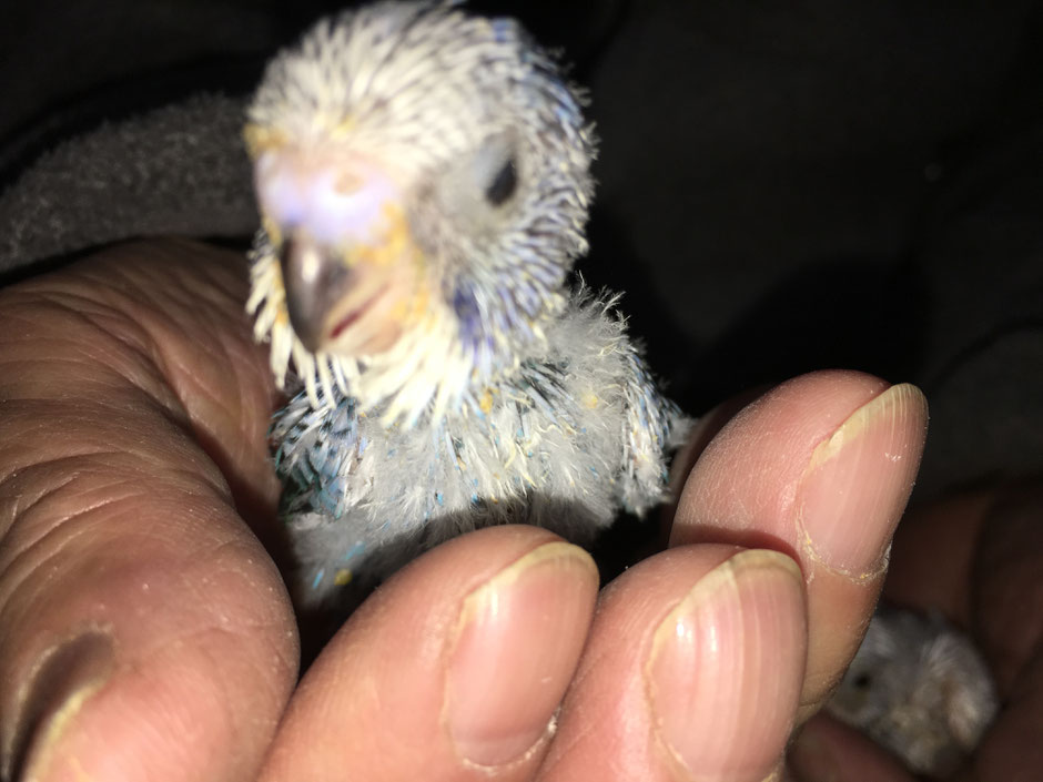 手乗りセキセイインコのヒナがペットミッキンに仲間入りしました。