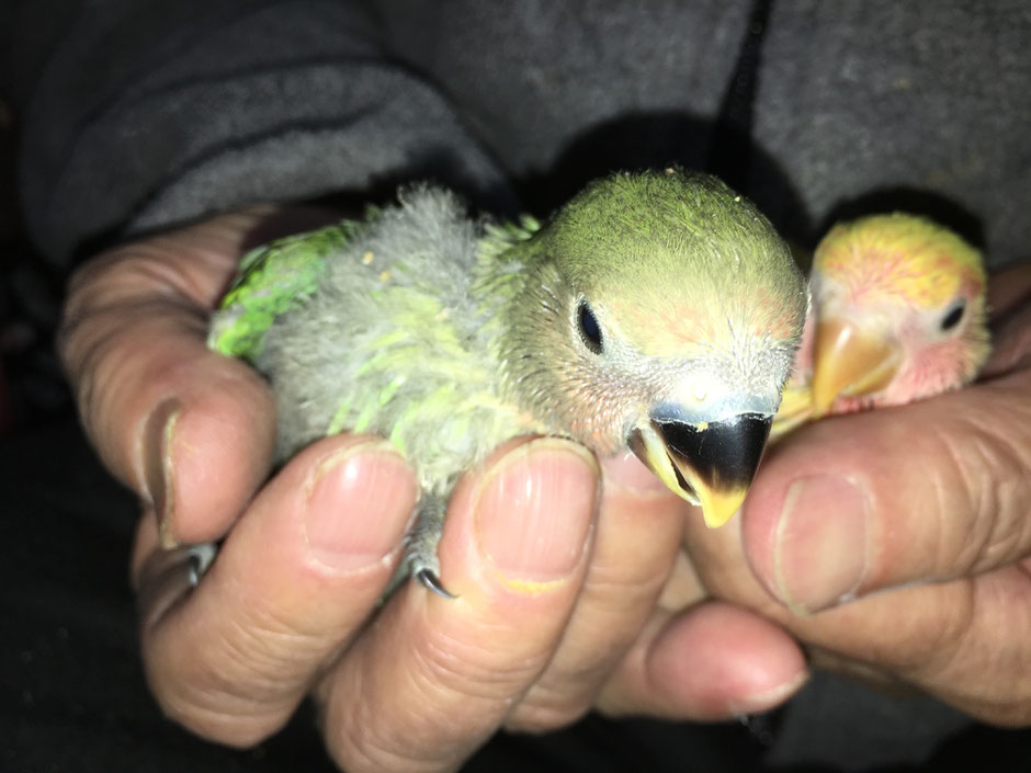 手乗りコザクラインコのヒナが仲間入りしました。