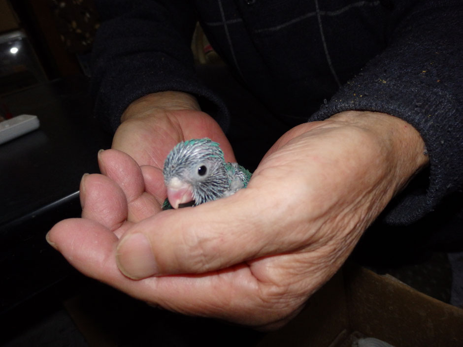 ペットミッキンに手乗りマメルリハインコのブルーが仲間入りしました。