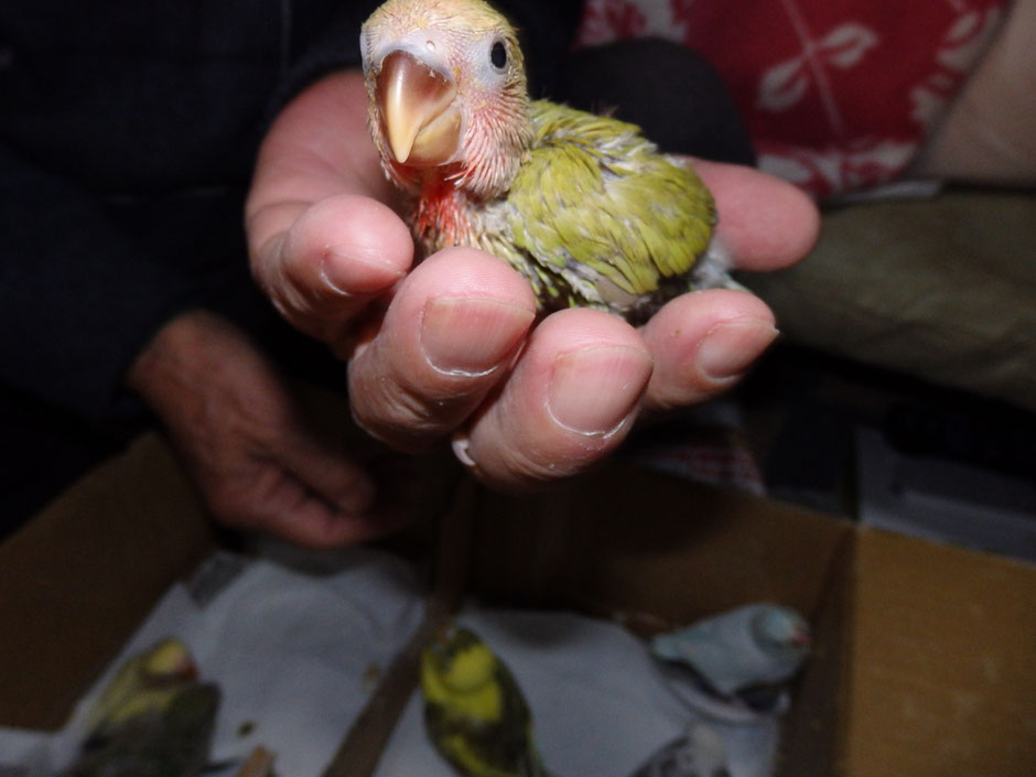 手乗りコザクラインコのシナモンのヒナが仲間入りしました。